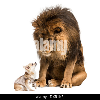 Lion assis et regardant un chihuahua contre fond blanc Banque D'Images