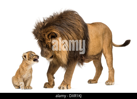 Lion debout et à un lion cub contre fond blanc Banque D'Images