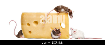 La souris au-dessus d'un gros morceau de fromage, Mus musculus, in front of white background Banque D'Images