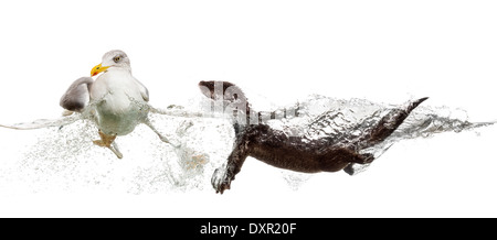 Loutre d'Europe natation à un goéland argenté européen contre fond blanc Banque D'Images