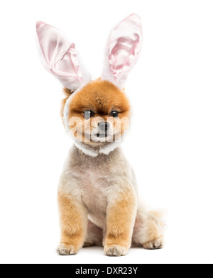 Toiletté chien Pomeranian assis et portant des oreilles de lapin contre bandeau fond blanc Banque D'Images