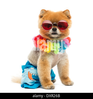 Toiletté chien Pomeranian assis et portant des shorts, un hawaiien lei et lunettes rouges contre fond blanc Banque D'Images