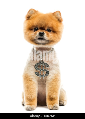 Toiletté chien Pomeranian assis et portant un collier dollar against white background Banque D'Images