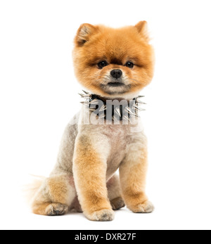 Toiletté chien Pomeranian assis portant un collier à pointes contre fond blanc Banque D'Images