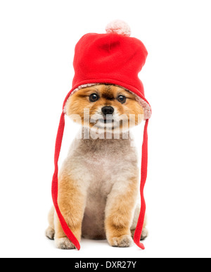 Toiletté chien Pomeranian assis et portant un bonnet rouge contre fond blanc Banque D'Images