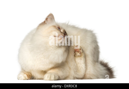 L'éraflure de birman contre fond blanc Banque D'Images