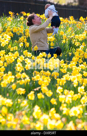 Météo britannique. Regents Park, Londres, 29 mars 2014. Une femme joue avec son bébé parmi les jonquilles dans Regent's Park, London à profiter d'un samedi de printemps. Crédit : Paul Davey/Alamy Live News Banque D'Images
