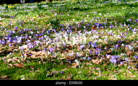 Fleurs crocus violet et blanc Banque D'Images
