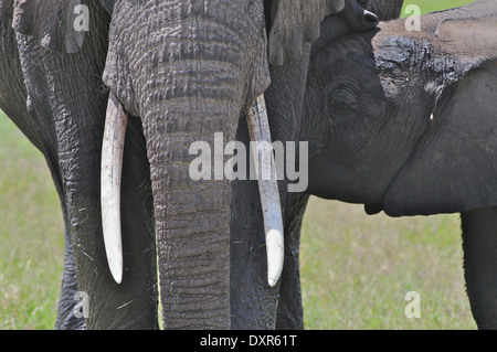 Mère de l'eléphant d'Afrique (Loxodonta Africana) avec de jeunes calf suckling.Amboseli au Kenya. Banque D'Images