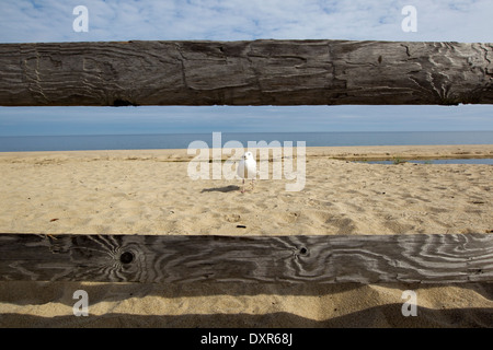 Seagull on Beach, Cape Cod National Seashore, North Truro, Cape Cod, Massachusetts, USA Banque D'Images