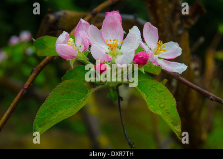 Gouttes de pluie sur apple blossoms Banque D'Images