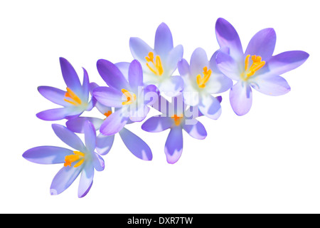 Au printemps lilas fleurs crocus isolated on white Banque D'Images