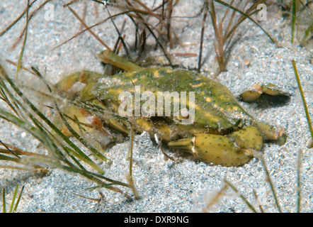 Le crabe vert ou crabe Carcinus aestuarii (littoral), la mer Noire, la Crimée, la Russie Banque D'Images