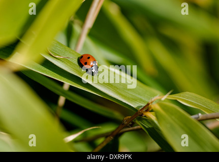 Ladybird ladybug (unique) sur des feuilles de bambou, face à droite ; le format paysage. Banque D'Images