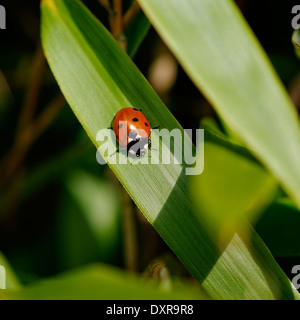 Ladybird ladybug (unique) sur des feuilles de bambou, orientée vers le bas ; format carré. Banque D'Images