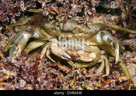 L'accouplement de crabes verts ou littorales (crabe Carcinus aestuarii), de la mer Noire, la Crimée, la Russie Banque D'Images