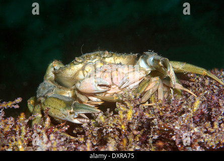 L'accouplement de crabes verts ou littorales (crabe Carcinus aestuarii), de la mer Noire, la Crimée, la Russie Banque D'Images