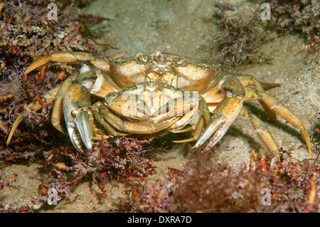 L'accouplement de crabes verts ou littorales (crabe Carcinus aestuarii), de la mer Noire, la Crimée, la Russie Banque D'Images