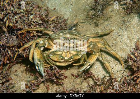 L'accouplement de crabes verts ou littorales (crabe Carcinus aestuarii), de la mer Noire, la Crimée, la Russie Banque D'Images