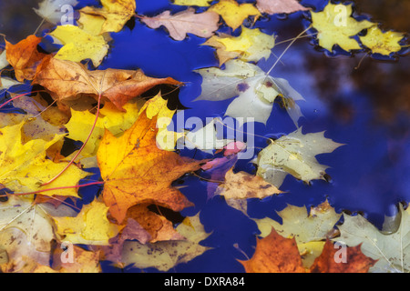 Berlin, Allemagne, l'automne Feuilles d'érable de couleur flottant sur l'eau Banque D'Images