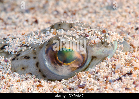 Plus grand poisson weever (Trachinus draco) Banque D'Images