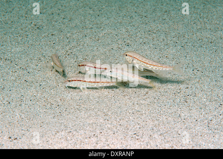 Banc de poissons rougets, Rayé Rouge-barbet, mulet ou Bluntsnouted rouget (mullus barbatus) Banque D'Images