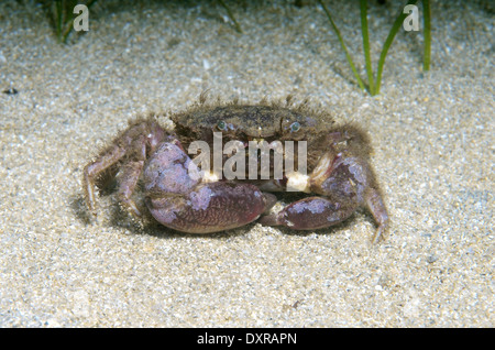 Crabe crabe poilu ou verticillée (Pilumnus hirtellus) Mer Noire, la Crimée, la Russie Banque D'Images