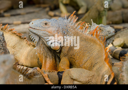 Le Honduras, les îles de la baie du Honduras, Roatan, iguane ferme. Wild l'iguane vert (Iguana iguana), chef d'un grand détail mâle. Banque D'Images