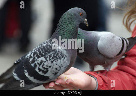 Famus alimentation Pigeon sur la place Saint Marc à Venise Banque D'Images