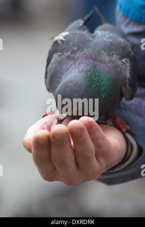 Famus alimentation Pigeon sur la place Saint Marc à Venise Banque D'Images