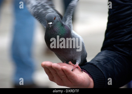 Famus alimentation Pigeon sur la place Saint Marc à Venise Banque D'Images