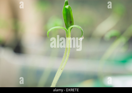Semis de tomate faire pousser à partir de graines, Banque D'Images