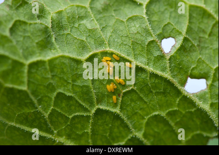 Les œufs de la station d'Vert Scarabée, sur la face inférieure des feuilles d'un dock. (Gastrophysa viridula) Banque D'Images