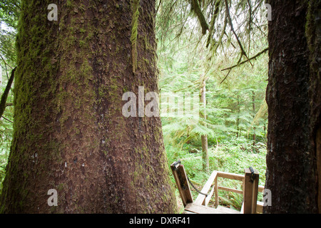 Debout sur la plate-forme pour les trois Sœurs Arbres dans Caramanah Valley Banque D'Images