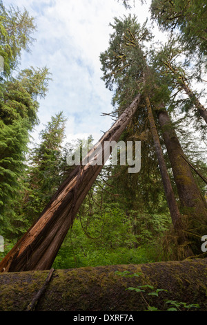 Gros cèdres dans caramanah Valley Banque D'Images