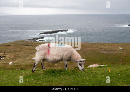 Les moutons irlandais en face de la mer mange de l'herbe Banque D'Images