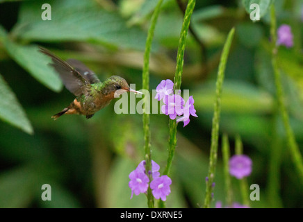 Coquette touffetée hummingbird, Lophornis ornatus, femme planant à verveine. Pèse 2,3 g. Trinidad Banque D'Images