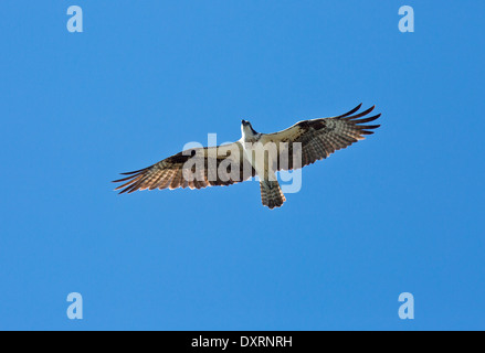 Balbuzard pêcheur Pandion haliaetus, également connu sous le nom de Sea Hawk, poissons, rivière eagle hawk épervier, poisson ou en vol. La Floride. Banque D'Images