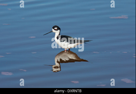 Échasse, Himantopus mexicanus ; alimentation en Floride. Banque D'Images