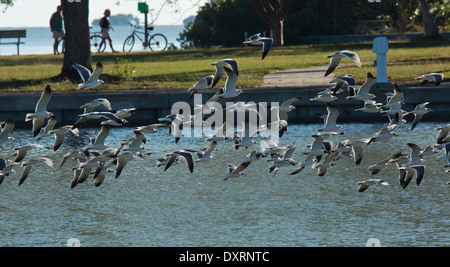 Rire Les Mouettes, Leucophaeus atricilla en vol au Flamingo, Everglades. Banque D'Images