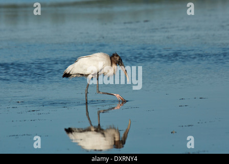 Wood Stork Mycteria americana se nourrissant dans lagon peu profond. La Floride. Banque D'Images