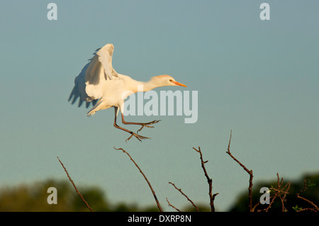 Héron garde-boeufs Bubulcus ibis en vol, dans la saison de reproduction, zones humides, Wakodahatchee à Palm Beach, en Floride. Banque D'Images