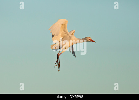 Héron garde-boeufs Bubulcus ibis dans la saison de reproduction, zones humides, Wakodahatchee à Palm Beach, en Floride. Banque D'Images