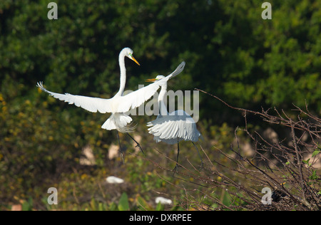 Grande Aigrette Ardea alba egretta, (ou Grande Aigrette ou Grand Héron blanc), affichage de paire dans la saison de reproduction, Wakodahatchee Banque D'Images