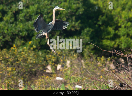 Grand héron Ardea herodias au site de reproduction, Wakodahatchee Wetlands Palm Beach en Floride. L'exécution pour la nidification. Series Banque D'Images