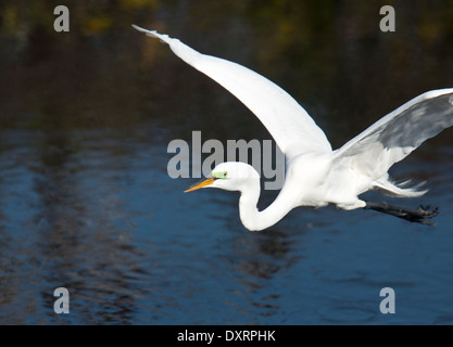 Grande Aigrette Ardea alba egretta, (ou Grande Aigrette ou Grand Héron blanc), en vol, le plumage nuptial ; Florida Banque D'Images