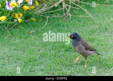 Myna commun on Green grass Banque D'Images