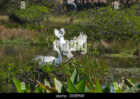 Paire de Grande Aigrette Ardea alba egretta, (ou Grande Aigrette ou Grand Héron blanc) interagissent dans la saison de reproduction Banque D'Images