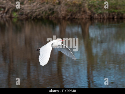 Héron garde-boeufs Bubulcus ibis en vol, dans la saison de reproduction, zones humides, Wakodahatchee à Palm Beach, en Floride. Banque D'Images