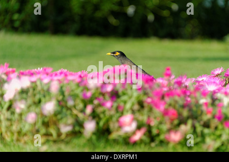 Myna Acridotheres tristis (commune), parfois orthographié Mynah, est un membre de la famille des Fringillidae (étourneaux et mynas). Banque D'Images